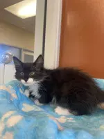 Pip - Domestic Medium Hair