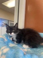 Pip