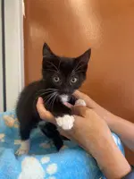Tux - Domestic Short Hair