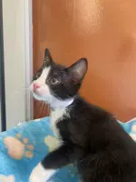 Bandit - Domestic Medium Hair