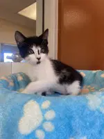 Daisy - Domestic Medium Hair