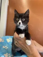 Domino - Domestic Short Hair