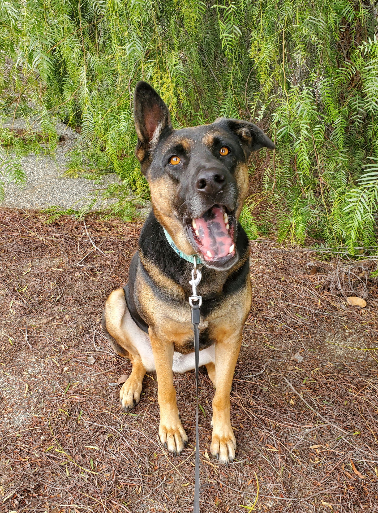 adoptable Dog in Temecula, CA named Leia