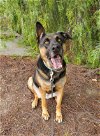 adoptable Dog in temecula, CA named Leia