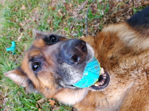 Molly, photo 6