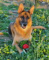 Molly - Photo 7