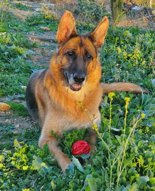 Molly, photo 7