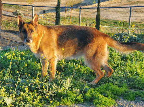 MOLLY - German Shepherd Dog available for adoption