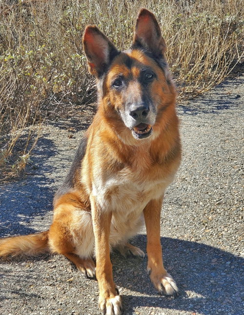 Molly, photo 5