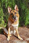 adoptable Dog in temecula, CA named Molly