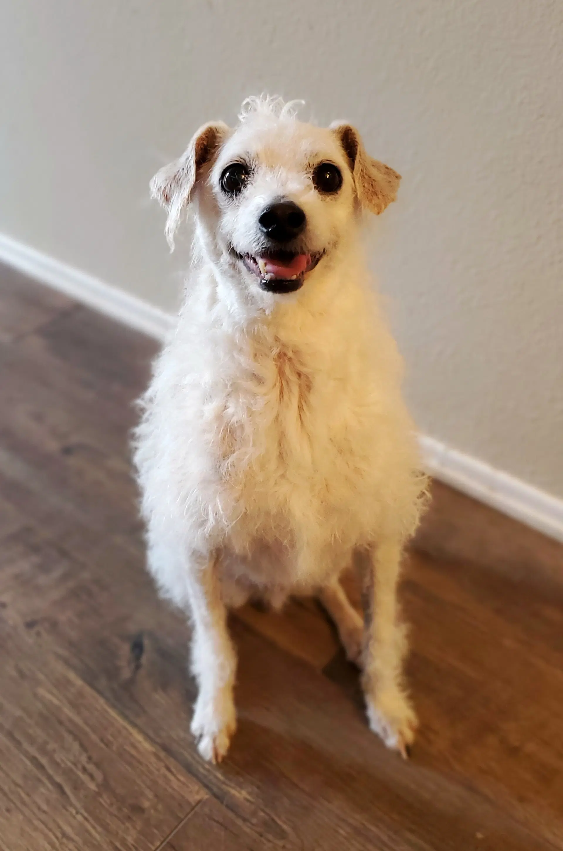 Barney - Terrier/Poodle