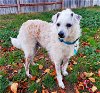 adoptable Dog in temecula, CA named Bandit
