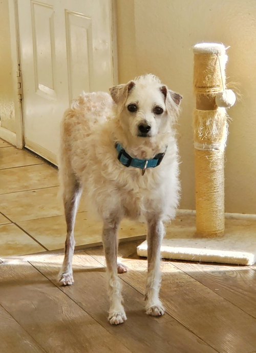 Barney, photo 4