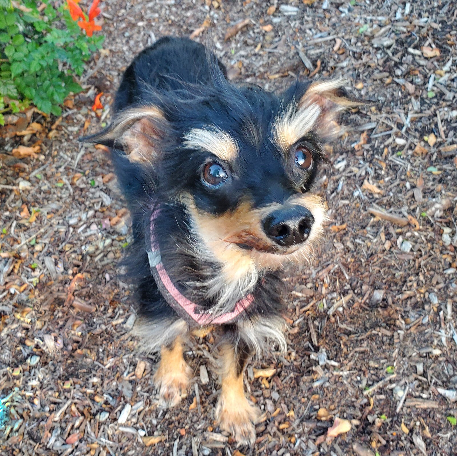adoptable Dog in Temecula, CA named Anita