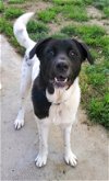 adoptable Dog in temecula, CA named Loki