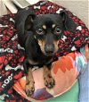 adoptable Dog in temecula, CA named Desi