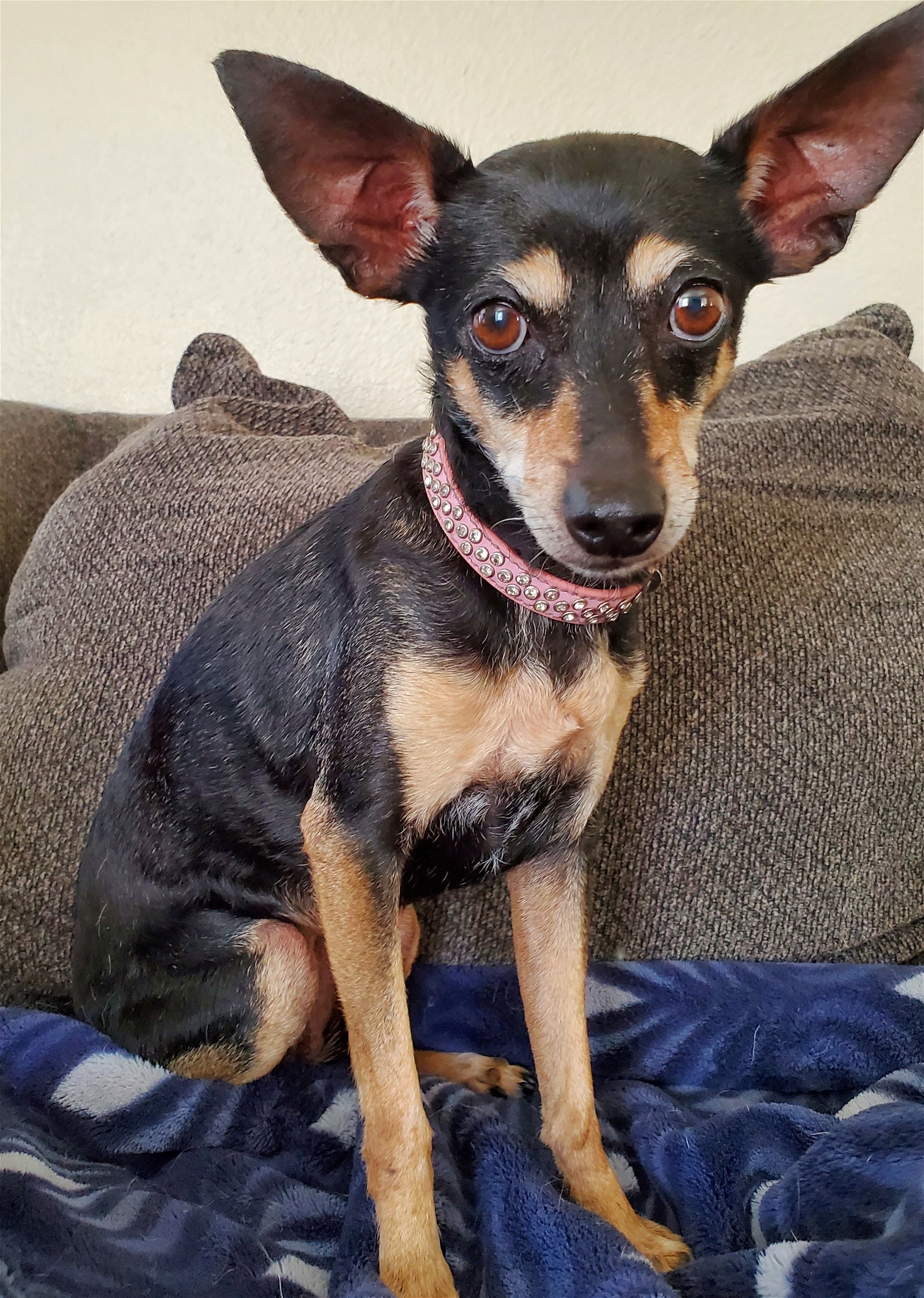 adoptable Dog in Temecula, CA named Missy