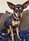 adoptable Dog in temecula, CA named Missy