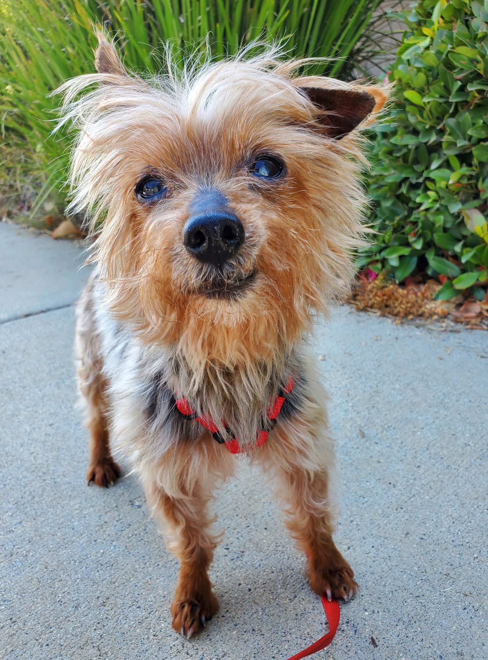 adoptable Dog in Temecula, CA named Bam Bam (hospice)