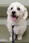 adoptable Dog in temecula, CA named Joey
