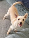 adoptable Dog in temecula, CA named Kirby