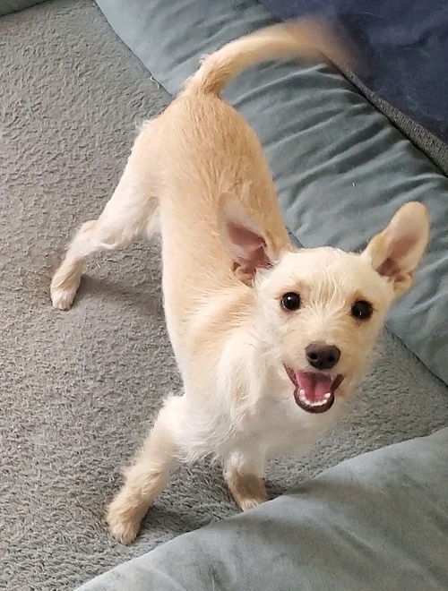 picture of the dog needing adoption