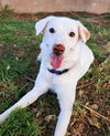 adoptable Dog in  named Keira