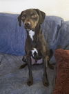 adoptable Dog in temecula, CA named Tino