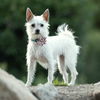 adoptable Dog in temecula, CA named Eva