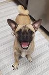 adoptable Dog in temecula, CA named Yara