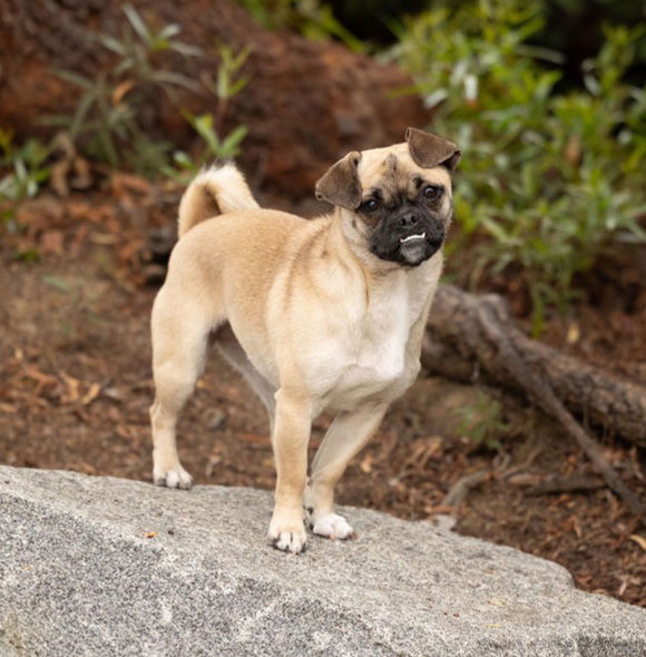 adoptable Dog in Temecula, CA named Yara