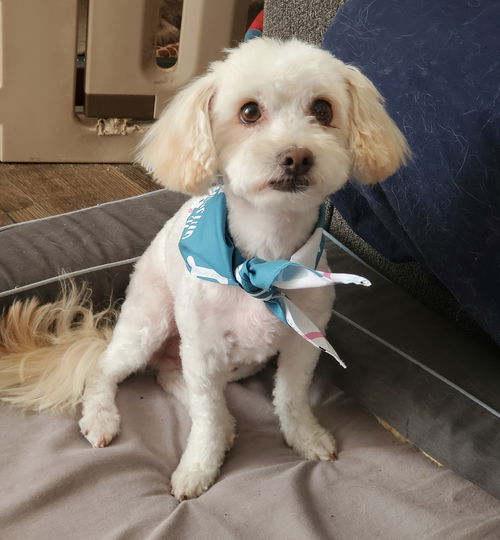 picture of the dog needing adoption