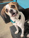 adoptable Dog in  named Kaya