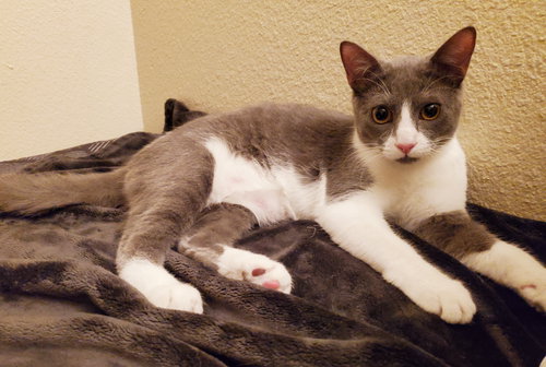 JOLENE - Domestic Short Hair / Tuxedo available for adoption