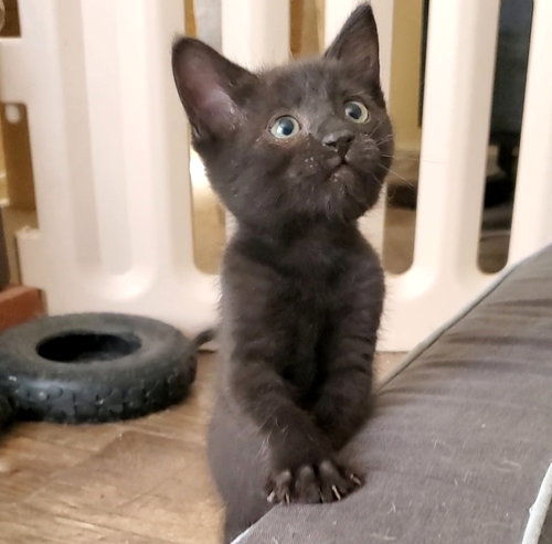 LUKA