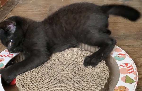 Rory