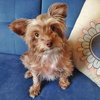 Mollie - Photo 1