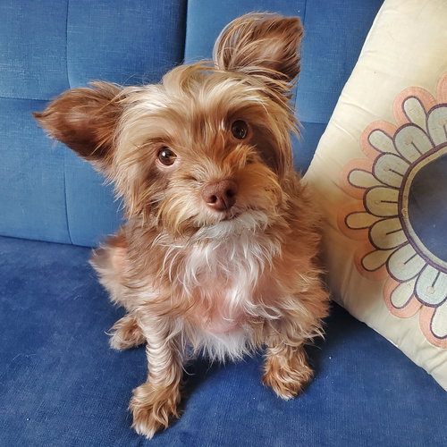 picture of the dog needing adoption