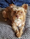 Mollie - Photo 4