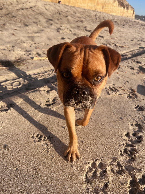 Arlo
