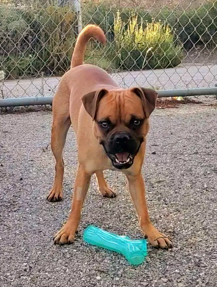 Arlo - Pug