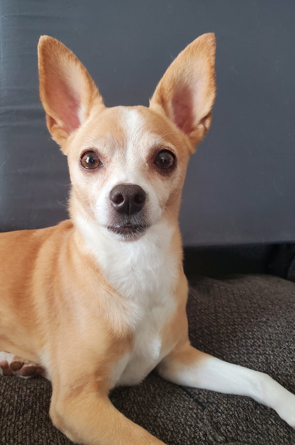 Penny
