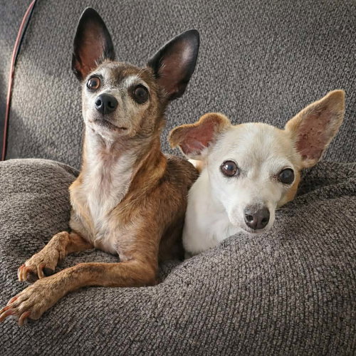 Beatrix and Remy, an adoptable Chihuahua in Temecula, CA