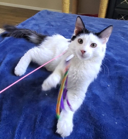 Bruce, an adoptable Domestic Long Hair in Temecula, CA