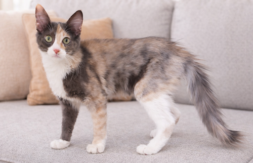 Keeley, an adoptable Calico in Temecula, CA
