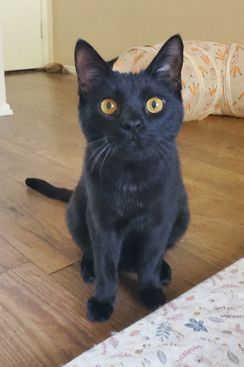 Rory, an adoptable Domestic Short Hair in Temecula, CA