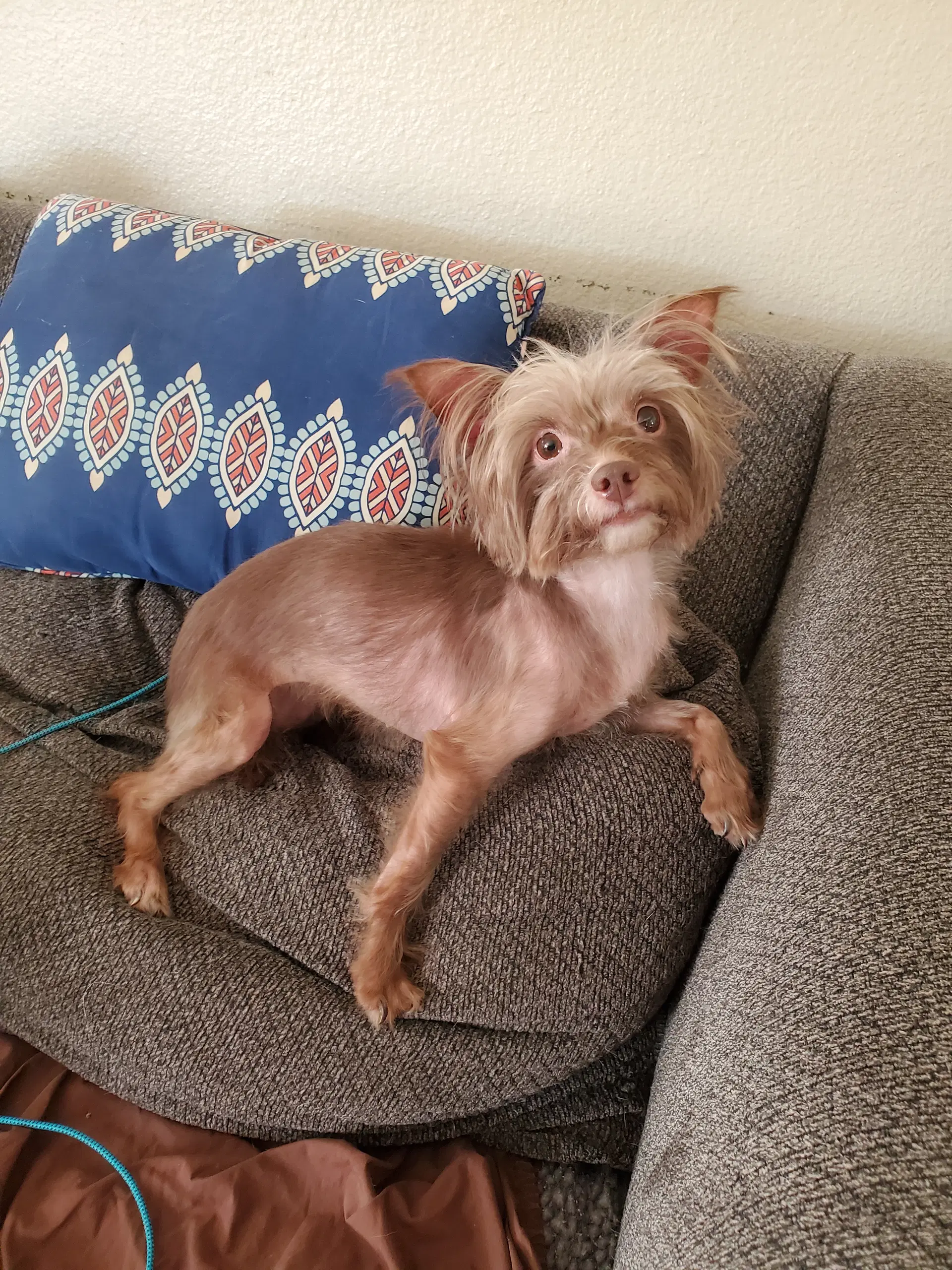 Mollie image 4