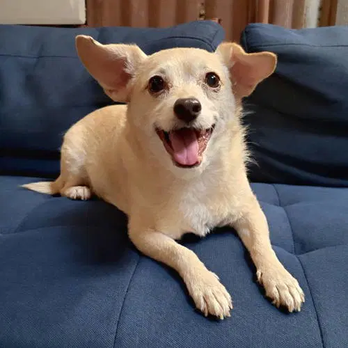 Archie Dog image 2