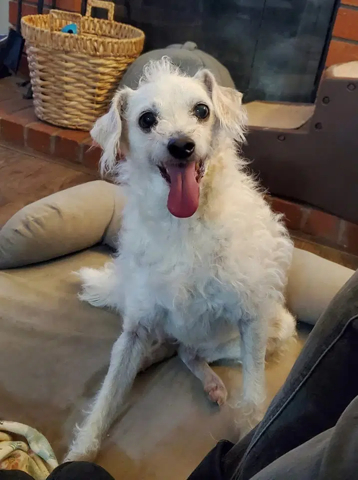 Barney - Jack Russell Terrier