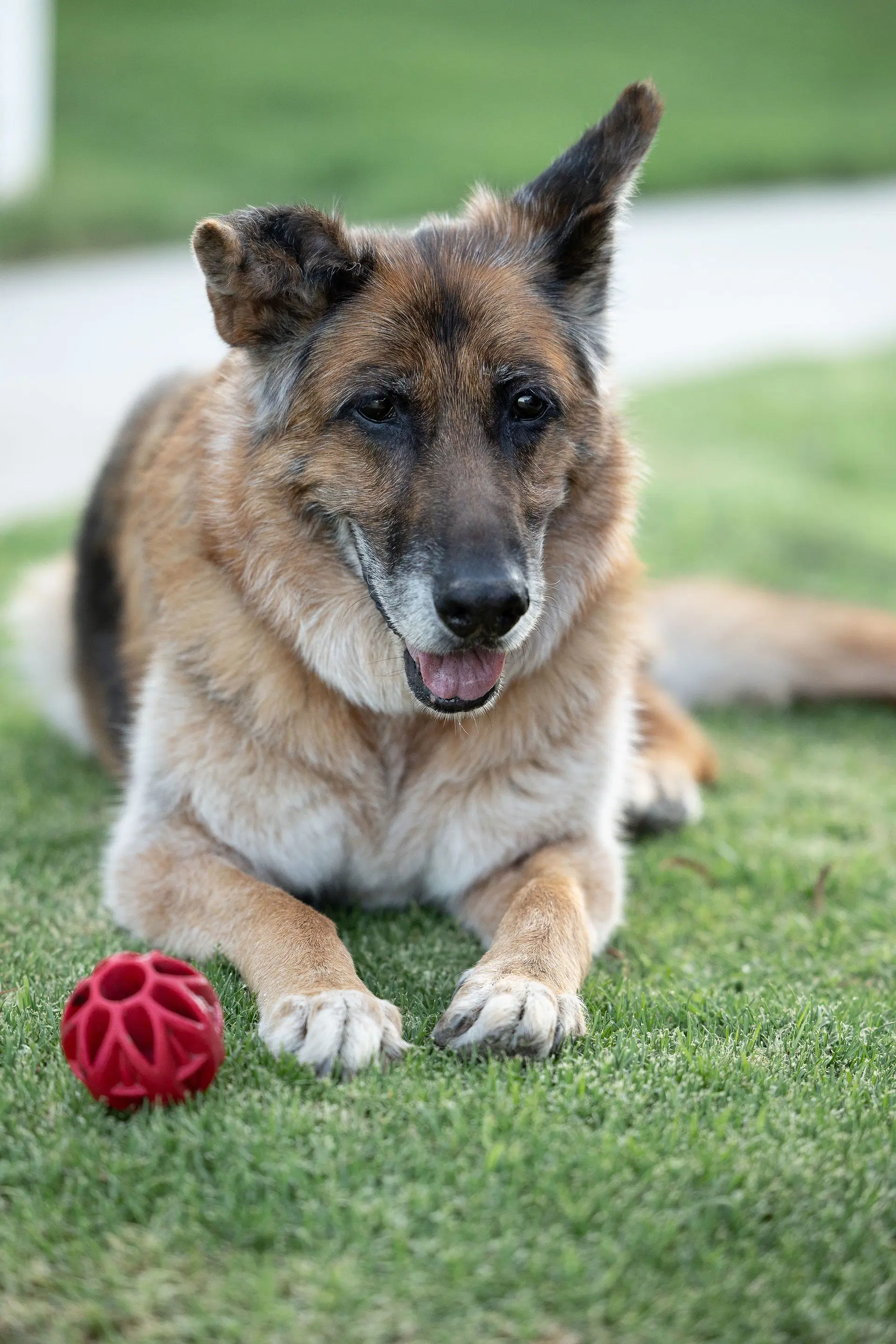 Molly image 4